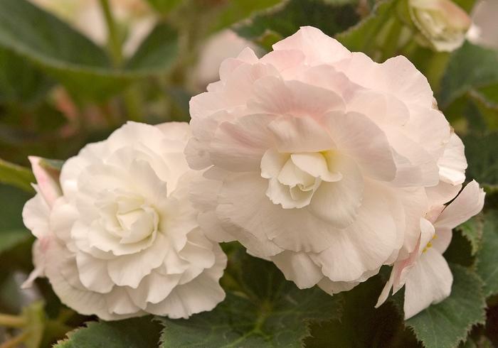 Begonia tuberosa Appleblossom