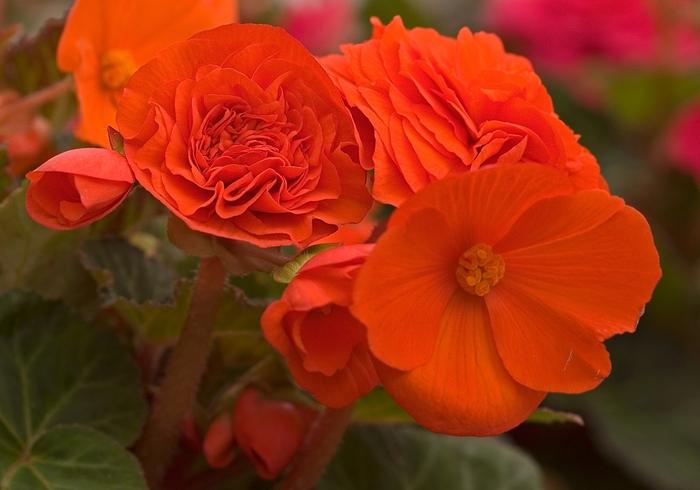 Begonia tuberosa Nonstop® Golden Orange
