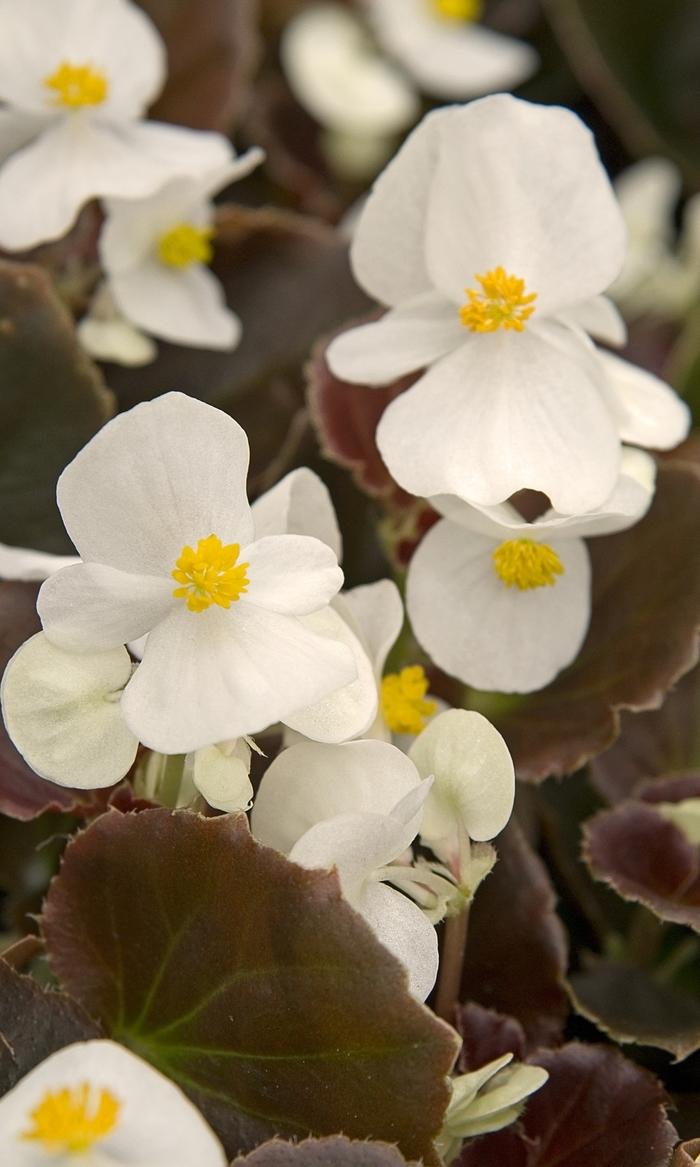 Begonia Cocktail Whiskey