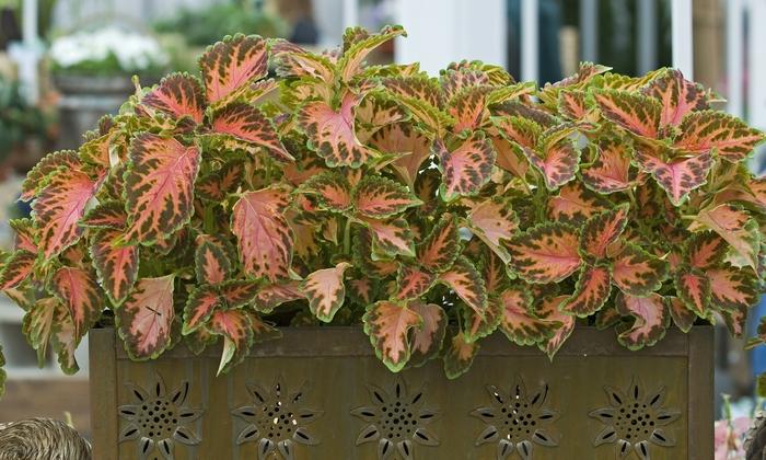 Coleus hybrid Wizard Coral Sunrise