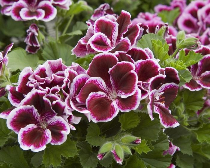 Pelargonium x domesticum Elegance™ Imperial Red