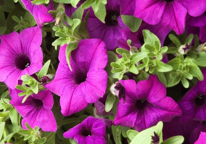 Petunia Giant Blue