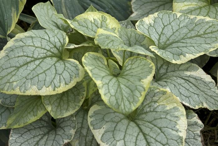 Brunnera macrophylla King's Ransom