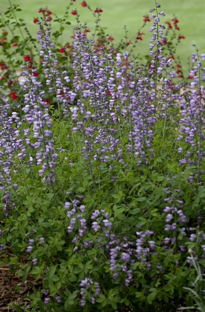 Aconitum napellus 