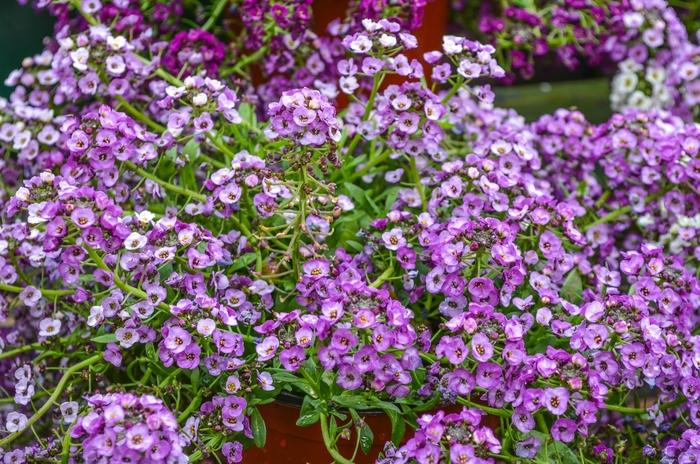 Lobularia maritima Clear Crystal Lavender Shades