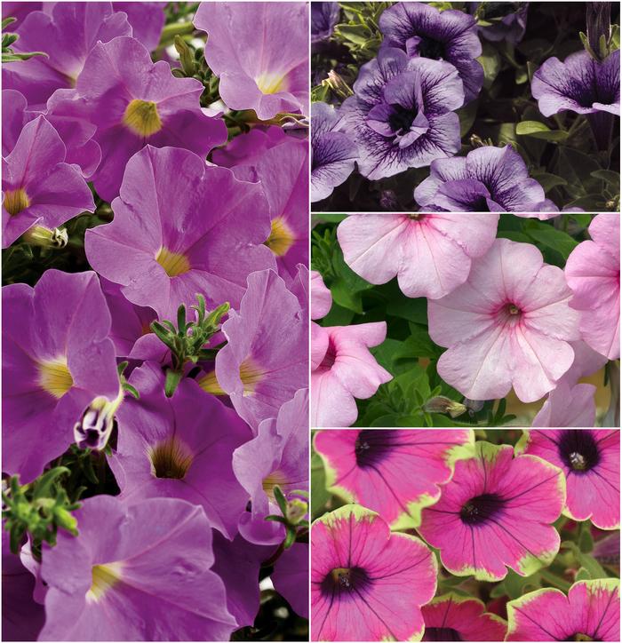 Petunia Multiple Varieties