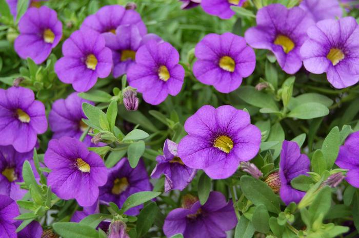 Calibrachoa Compact Blue
