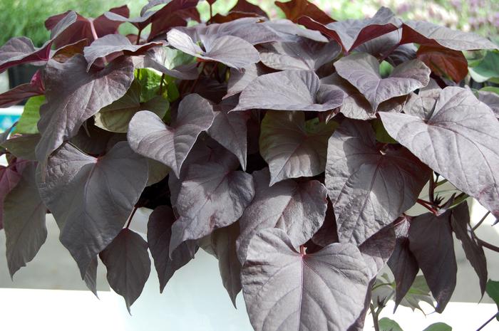 Ipomoea batatas Desana® Bronze