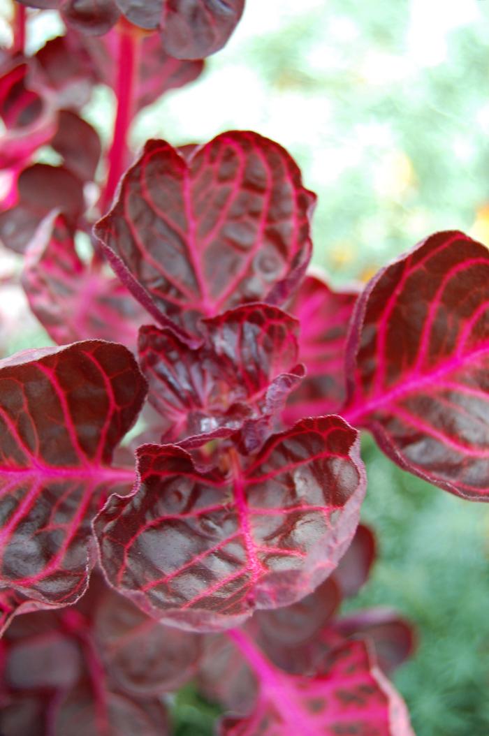 Iresine herbstii Red Heart