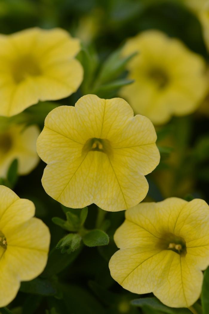 Calibrachoa Compact Safran