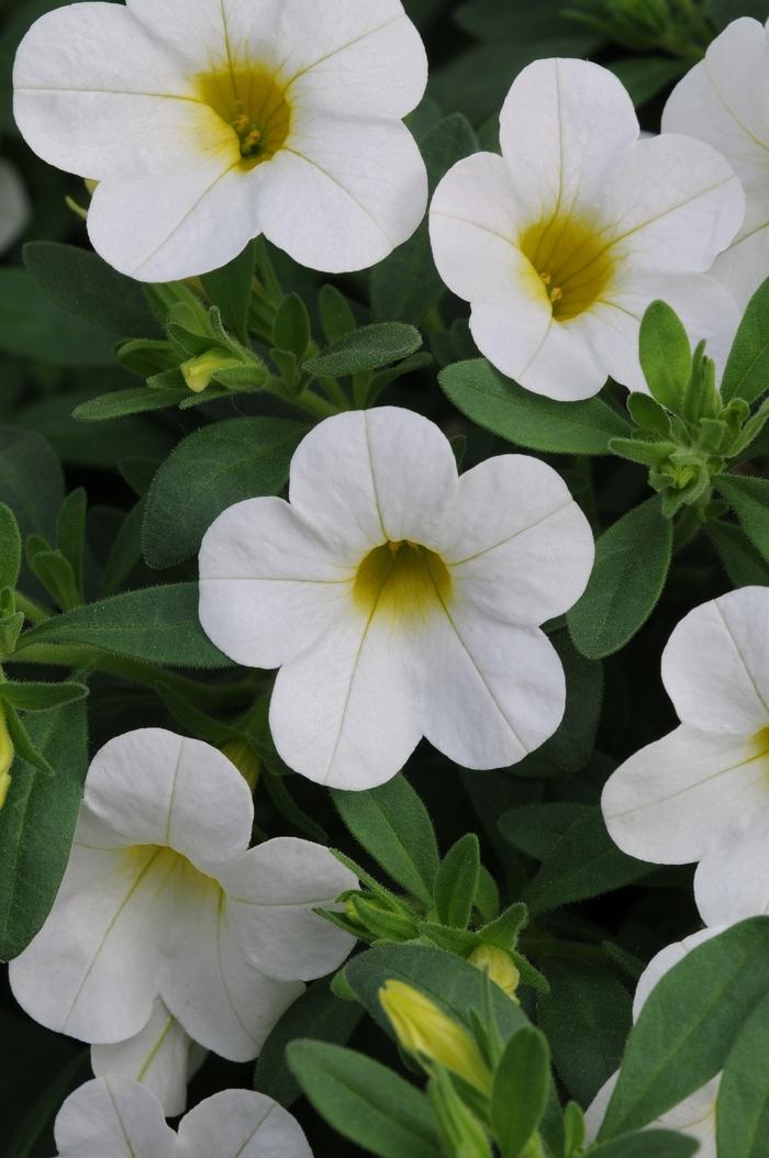 Calibrachoa Compact White