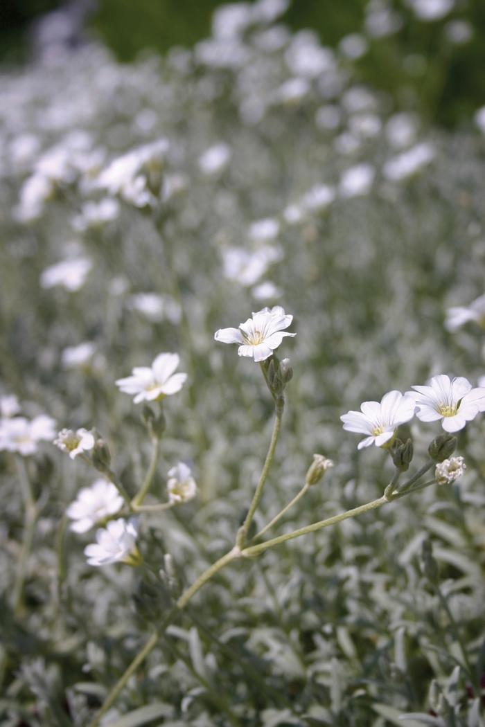 Cerastium tomentosum Yo Yo