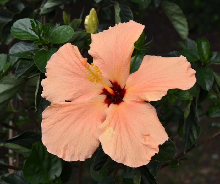 Hibiscus rosa-sinensis 