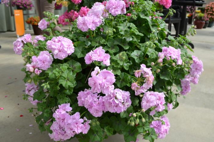 Pelargonium Precision™ Lavender