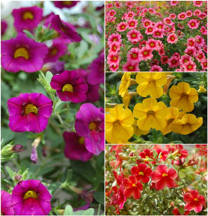 Calibrachoa Multiple Varieties