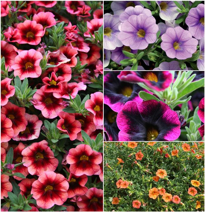 Calibrachoa hybrid Superbells® Series