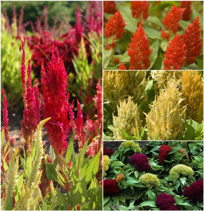 Celosia argentea Multiple Varieties