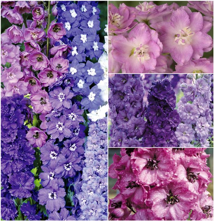 Delphinium 