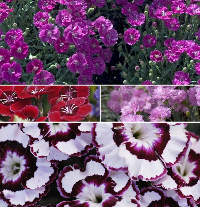 Dianthus Multiple Varieties