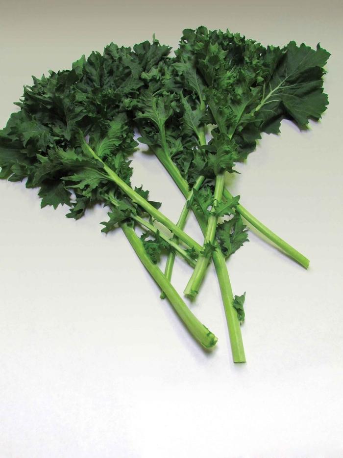 Brassica Improved Dwarf Siberian