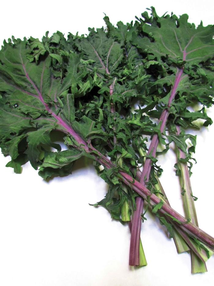Brassica oleracea Acephala group Red Russian