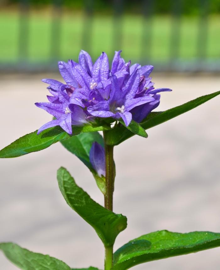 Campanula glomerata Freya