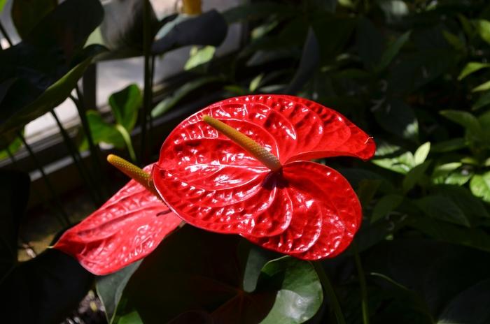 Anthurium andraeanum Dakota