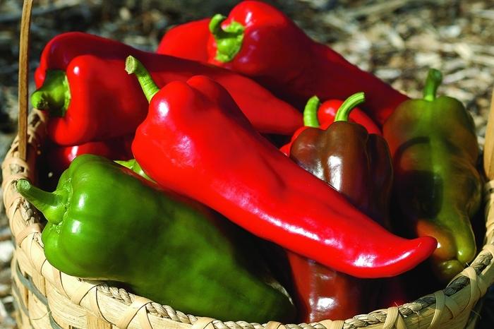 Capsicum annuum Carmen F1