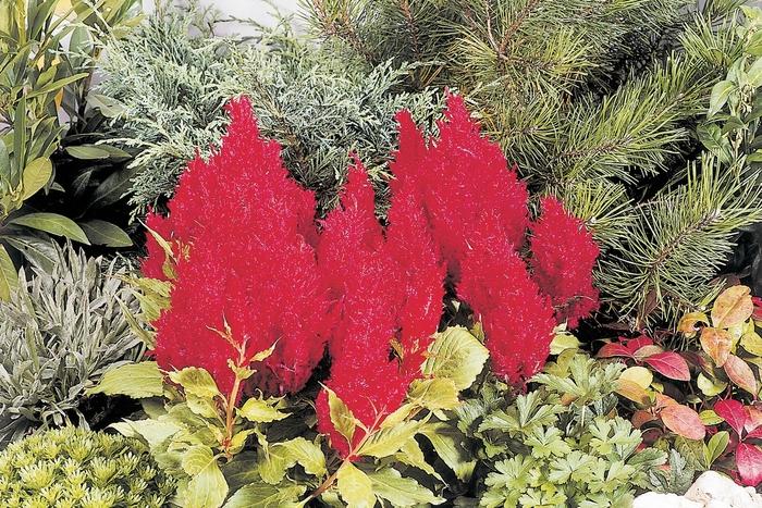 Celosia argentea plumosa Fresh Look Red