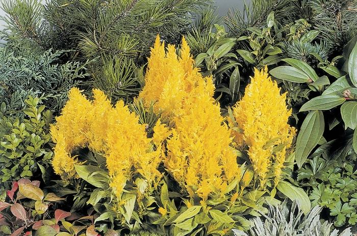 Celosia argentea plumosa Fresh Look Yellow