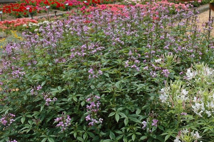Cleome hassleriana Senorita Rosalita