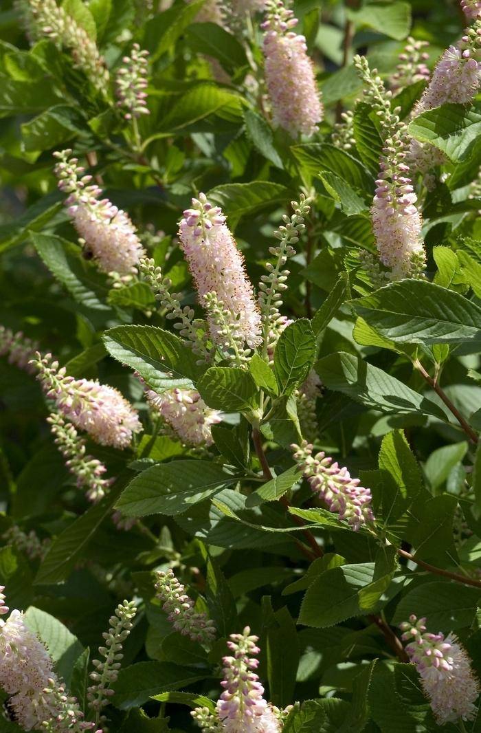 Clethra alnifolia Pink Spire