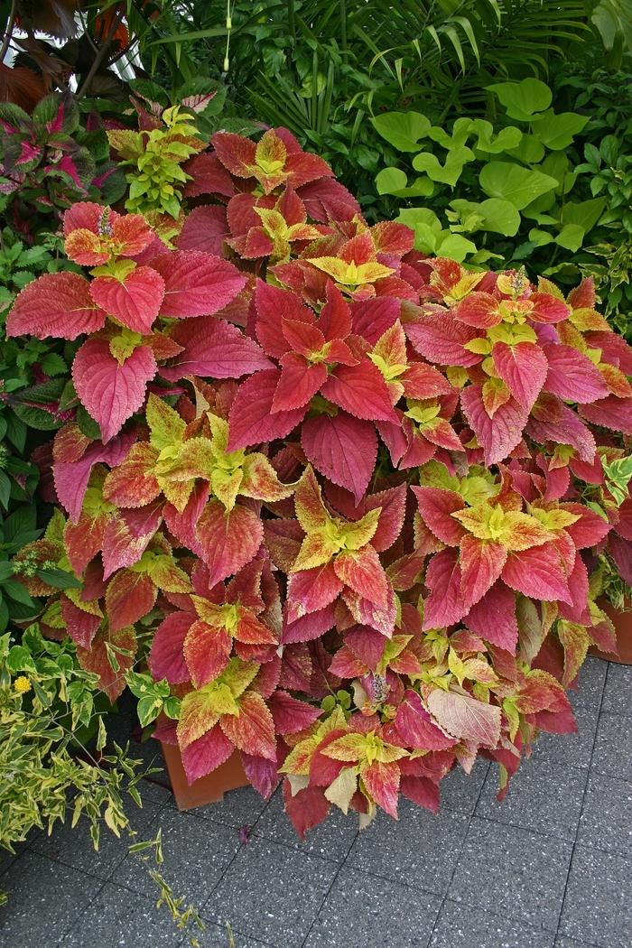 Coleus Alabama Sunset