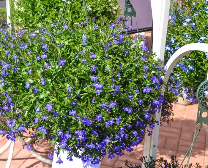 Lobelia erinus Magadi™ 'Blue'