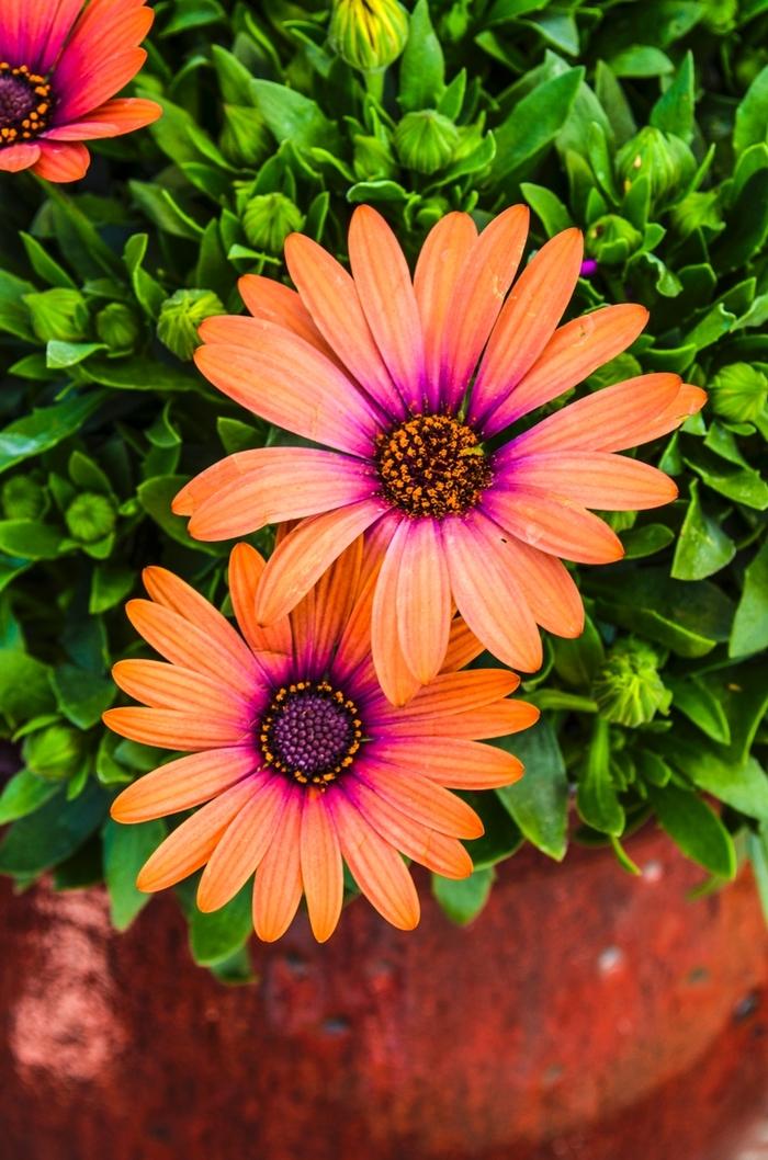 Osteospermum ecklonis Serenity Bronze