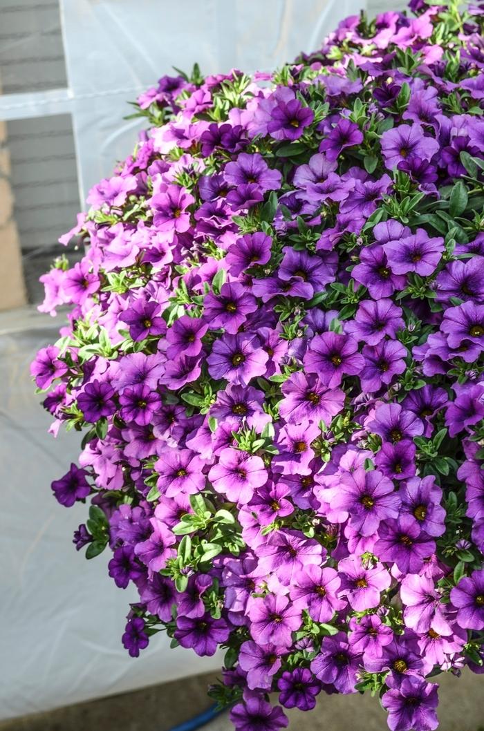 Calibrachoa Aloha Kona Lavender