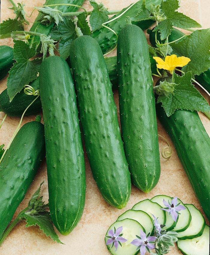 Cucumis sativus Saladmore Bush