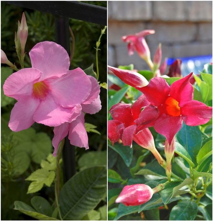 Mandevilla sanderi Multiple Varieties