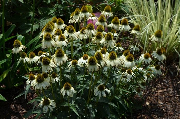 Echinacea Cleopatra
