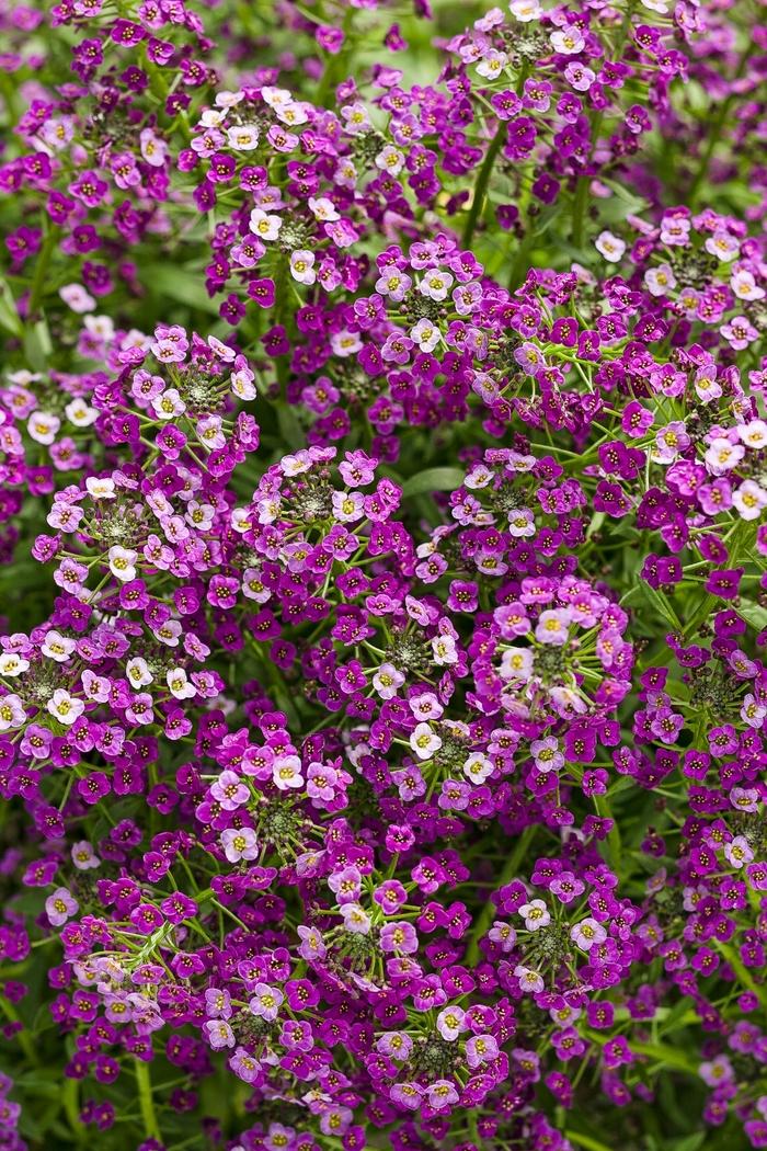 Lobularia Dark Knight™