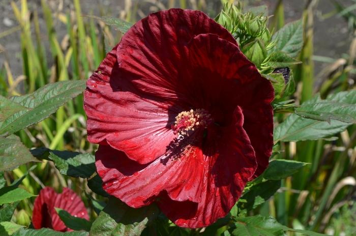 Hibiscus Cranberry Crush