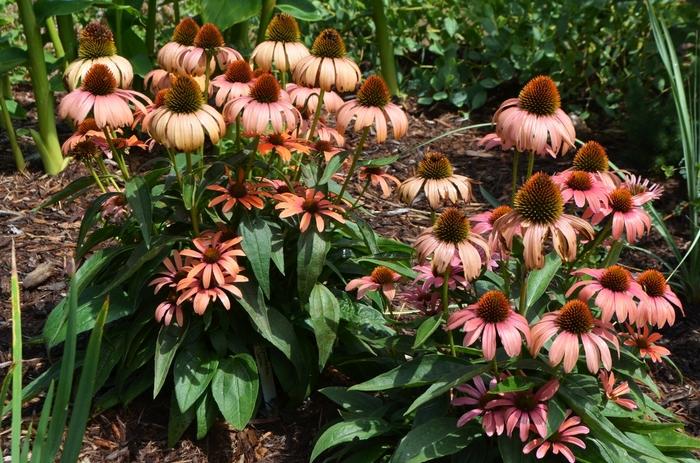 Echinacea Julia