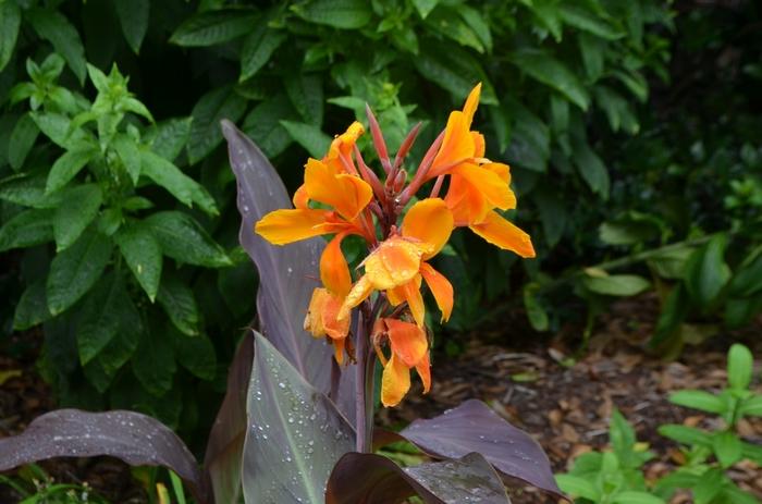 Canna x generalis Pacific Beauty