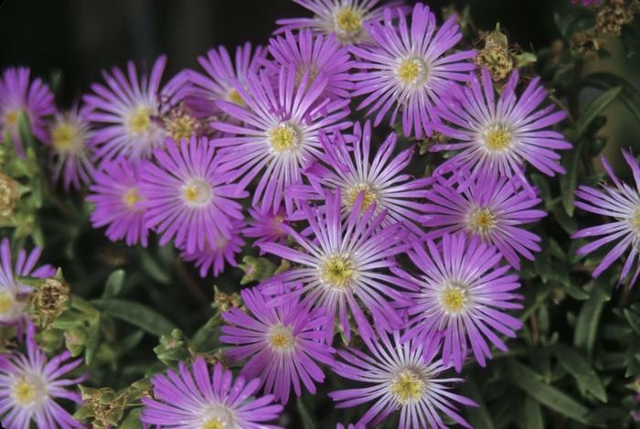 Delosperma floribundum Starburst