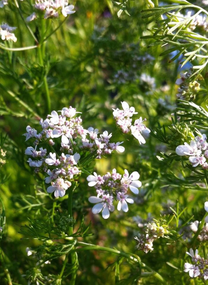 Coriandrum sativum 