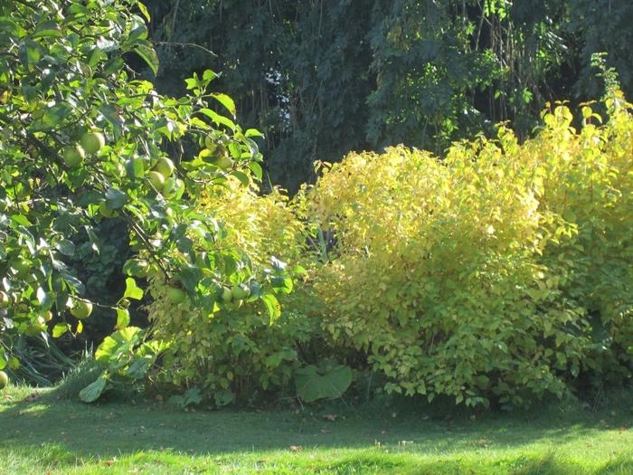 Cornus alba Sibirica