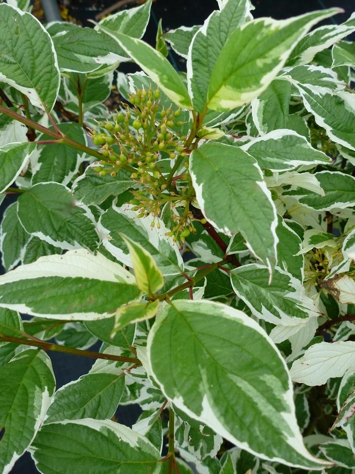 Cornus alba Sibirica Variegata