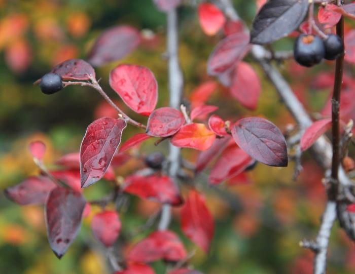 Cotoneaster dammeri 