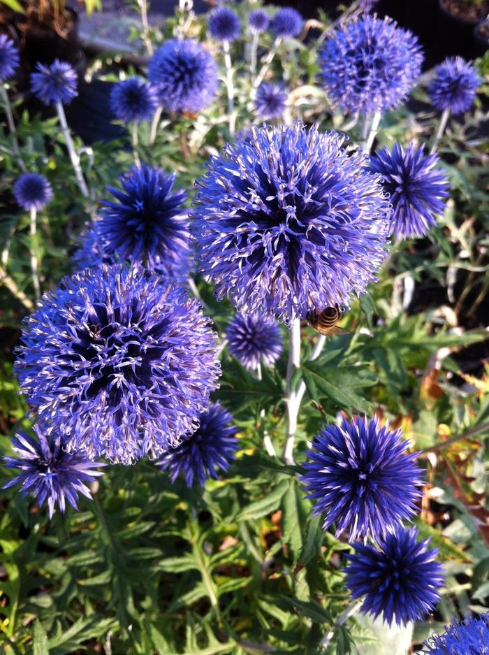 Echinops ritro Veitch's Blue