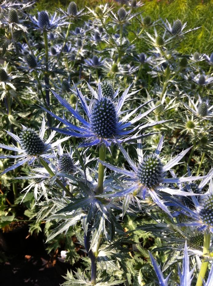Eryngium zabellii Big Blue